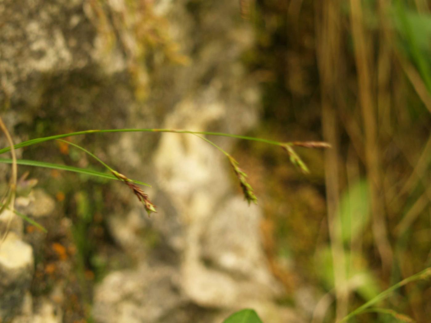 Sedge, Short-spiked flower